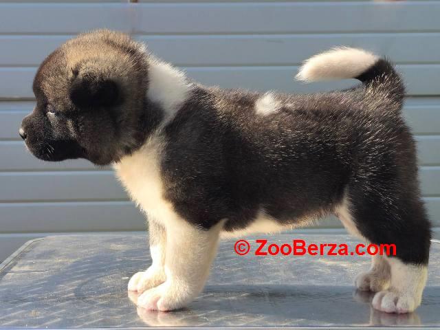 Američka Akita, štenci