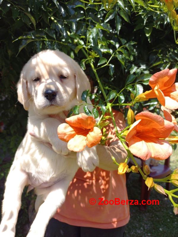 Labrador štenci