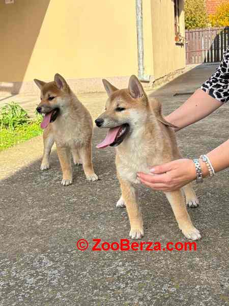 Shiba inu štenci od vrhunskih roditelja 