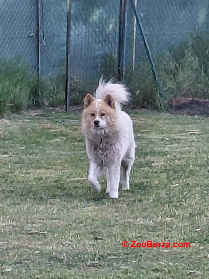 Poklon - Mešanac akita inu i samojeda, star 2 godine 
