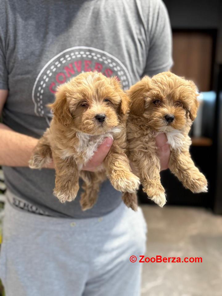 Neodoljivi stenci maltipoo 