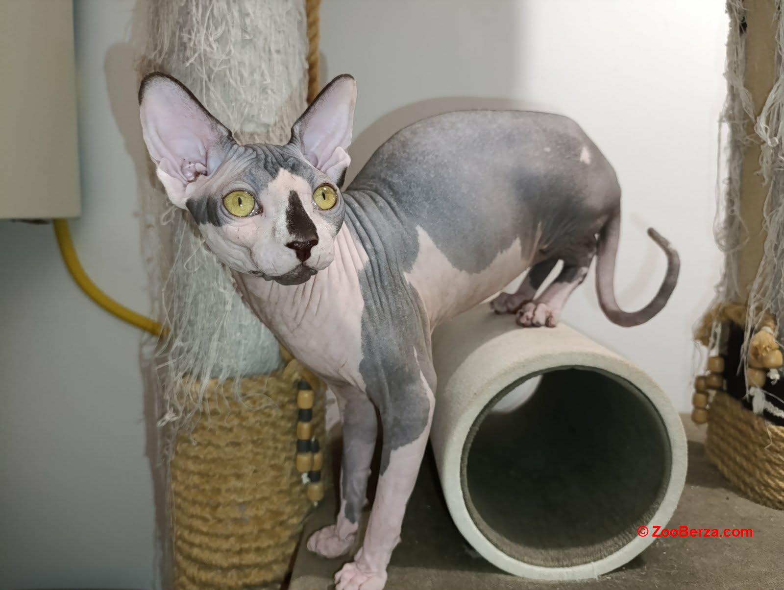 Mačak SPHYNX dostupan za parenje