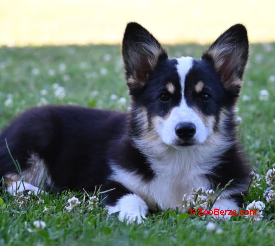 Velški korgi/Welsh Corgi Pembroke