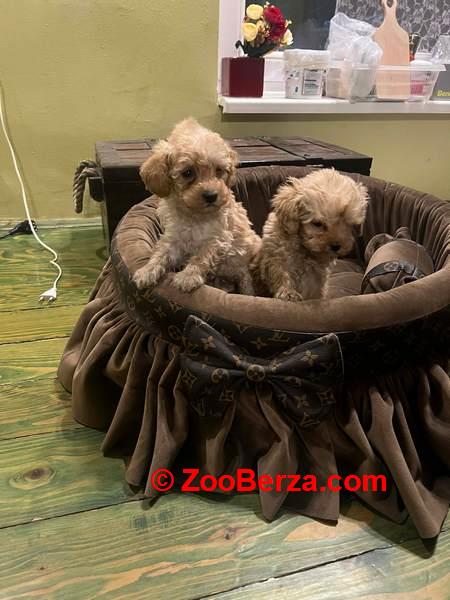 Toy pudle ekstra malog rasta 