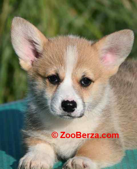 Velški korgi Welsh Corgi Pembroke
