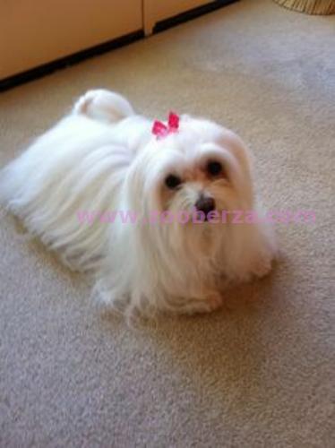 Maltezer