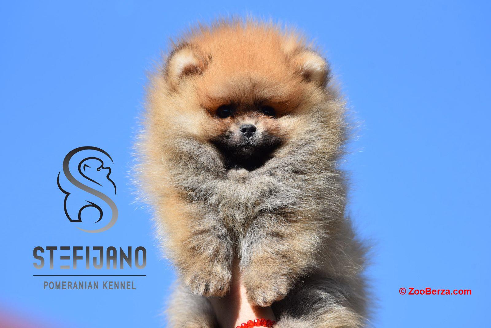 Pomeranac Boo štenci