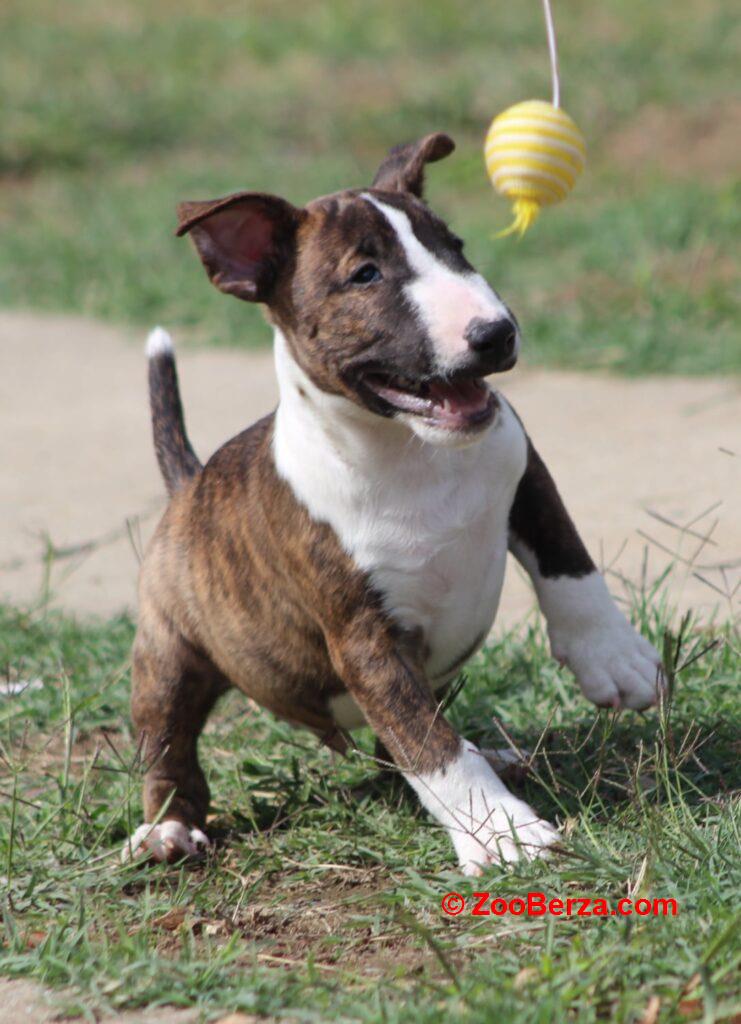 Mini Bull Terijer prelepi štenci