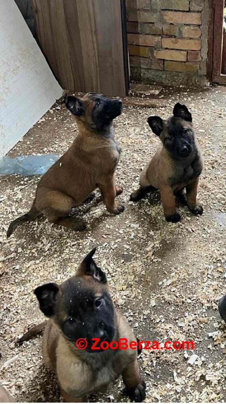 Belgijski Ovčar Malinoa