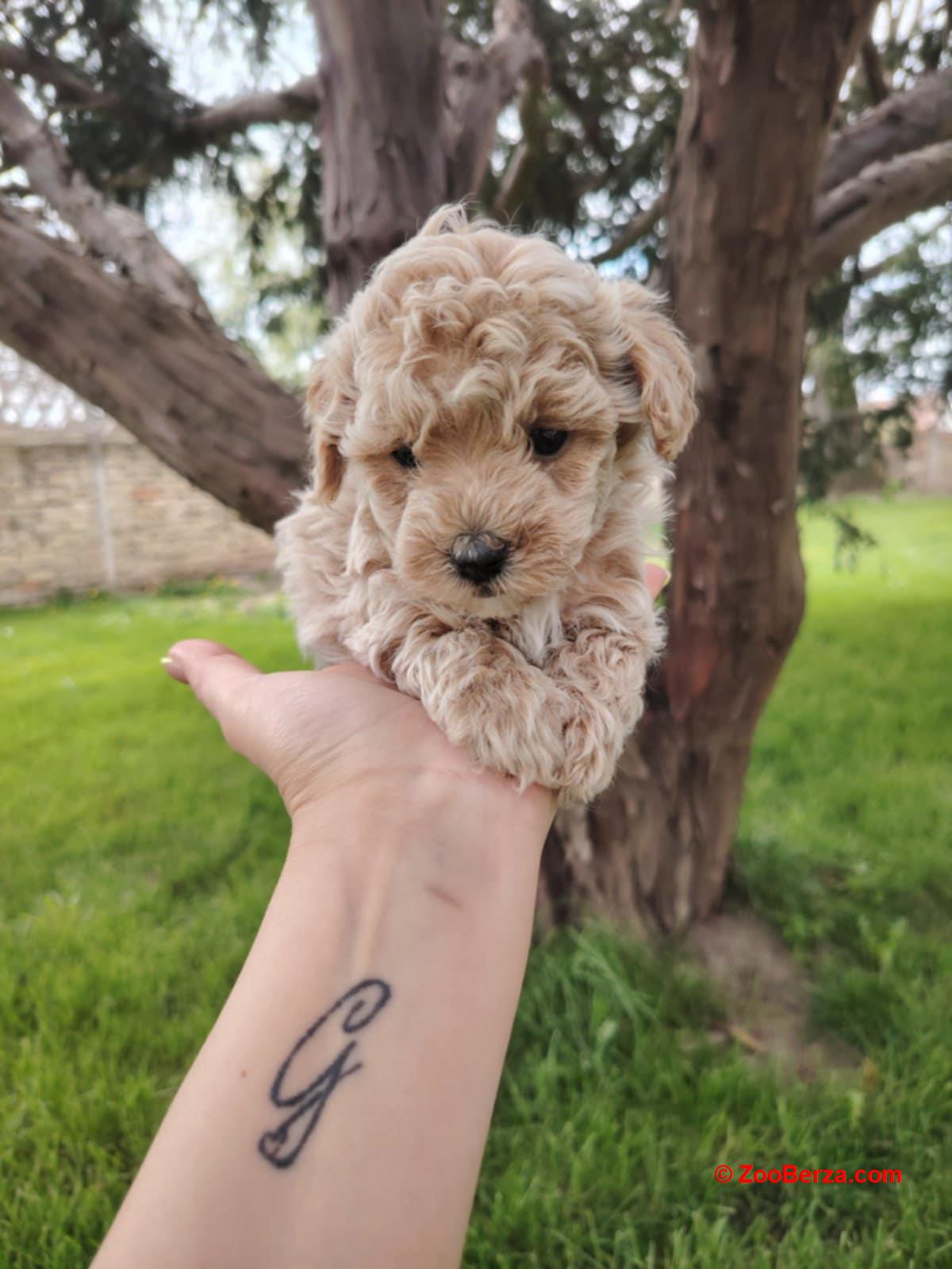 Maltipoo stenci