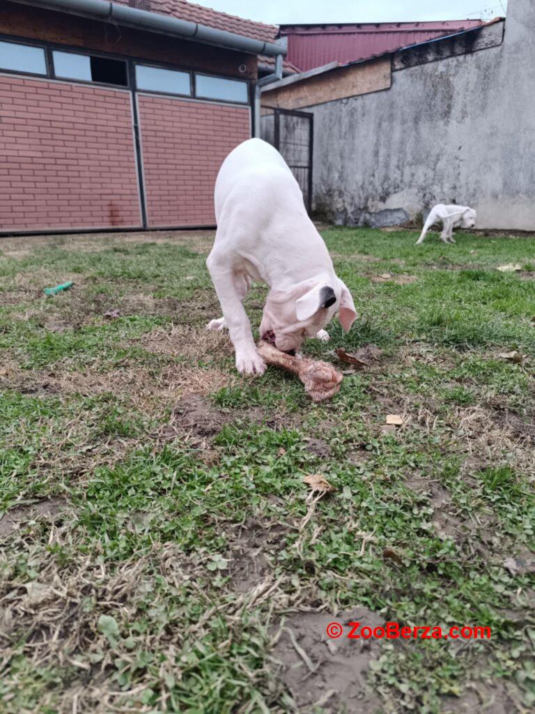 Dogo Argentino štenci