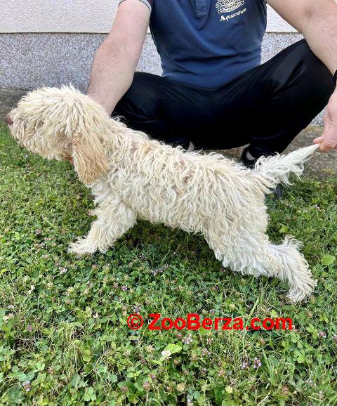 Lagotto Romagnolo, dostupni štenci