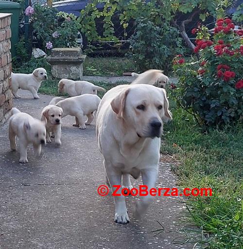 LABRADOR RETRIVER
