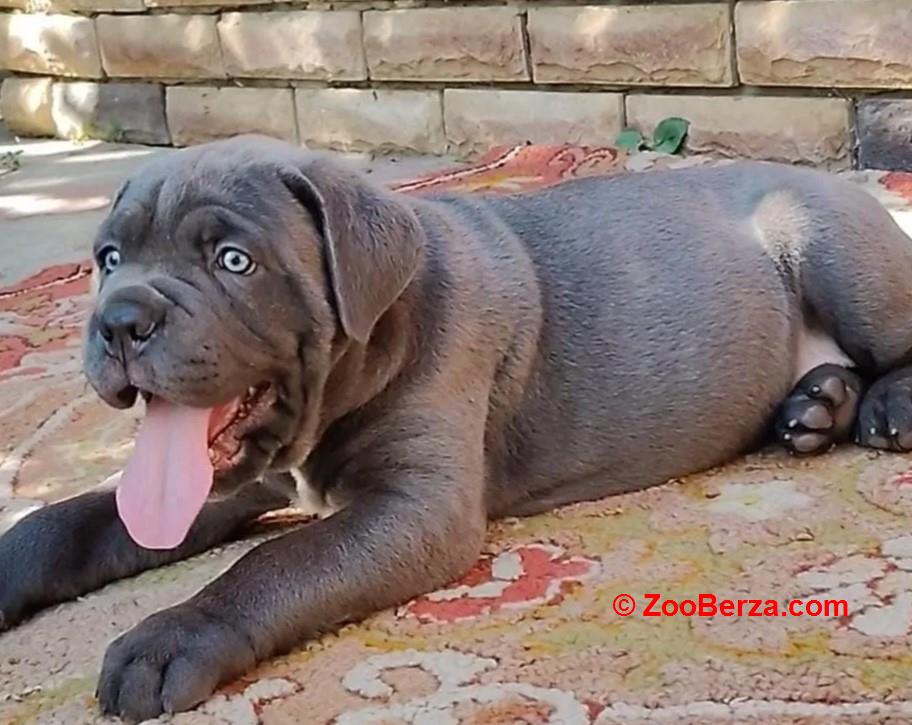 Rotvajler i Cane Corso štenci