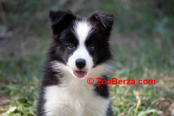 Border Collie - Border koli štenad 