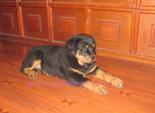 Rottweiler Štenci