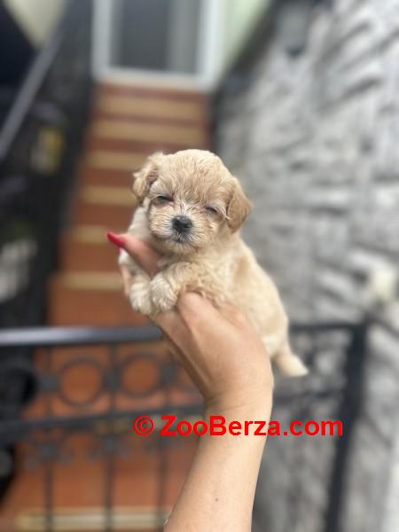 Maltipoo vrhunske genetike 