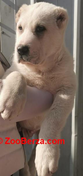 Srednjeazijski ovcar, musko stene