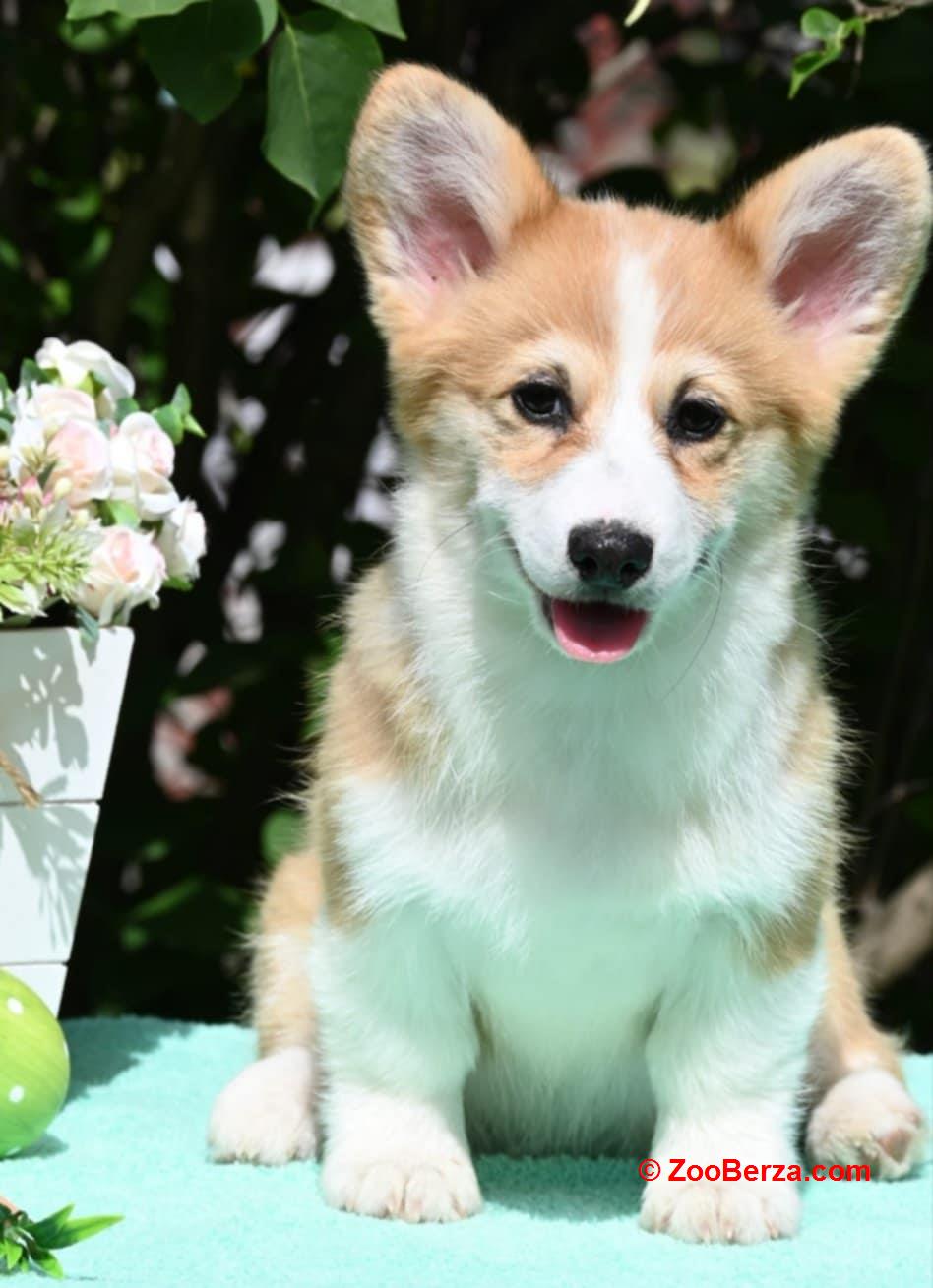 Velski korgi/Welsh Corgi Pembroke