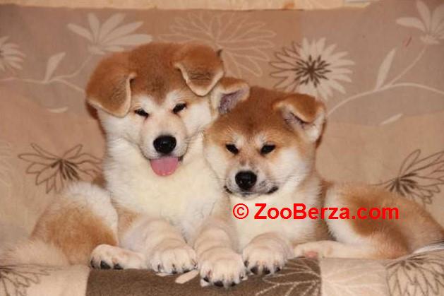 Akita inu i Shiba Inu štenci