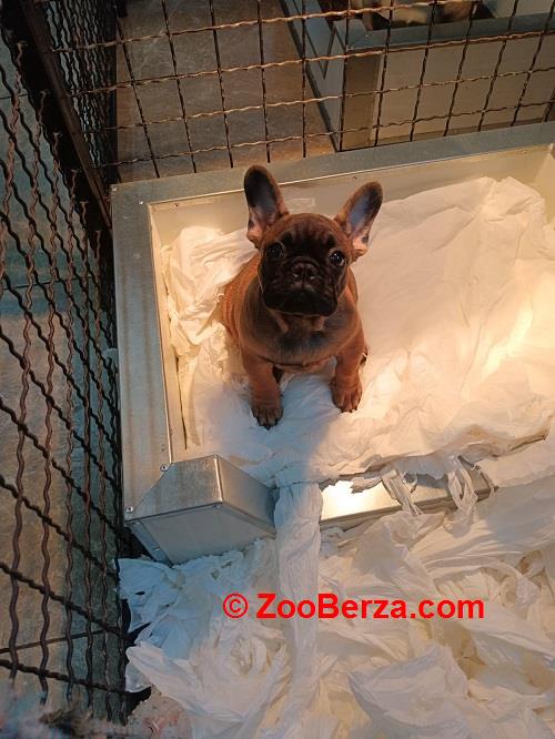 Francuski buldog, štenci