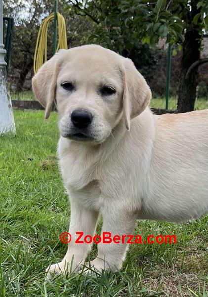 Labrador retriver ženkice
