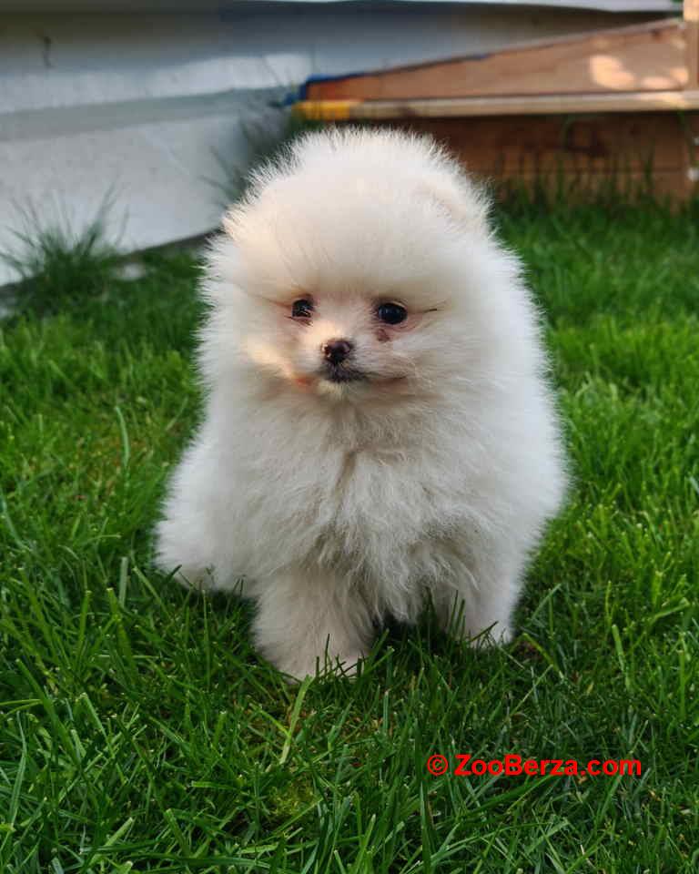 Pomeranski spic  
