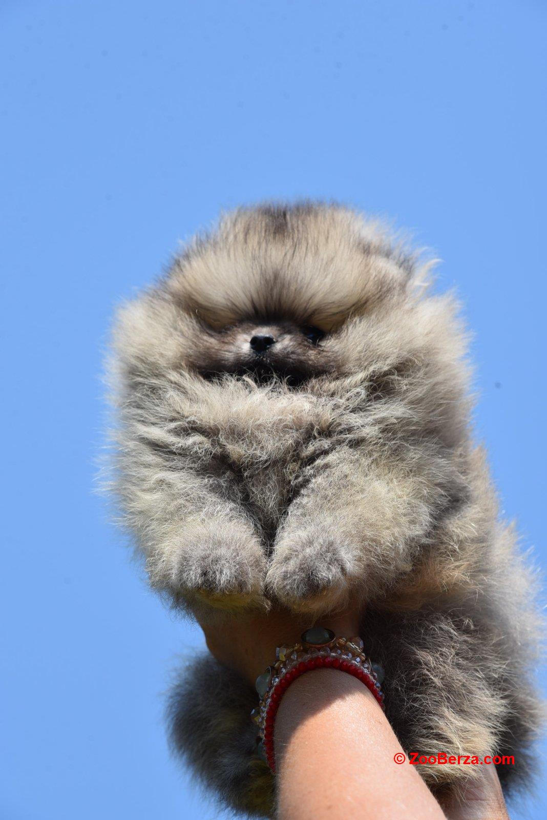 Pomeranac Boo štenci