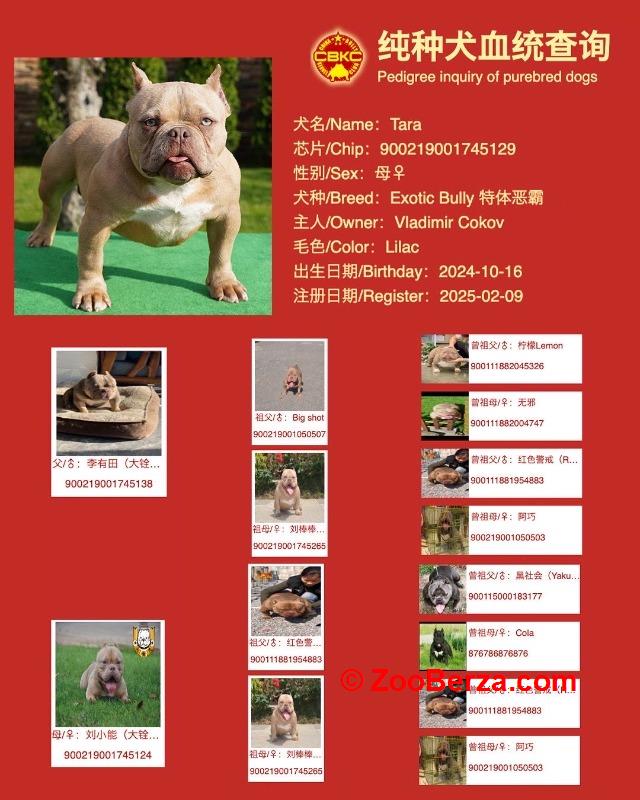 American bully Exotic