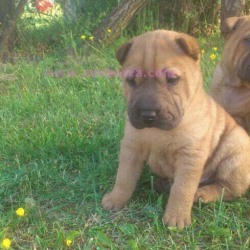 SHAR-PEI