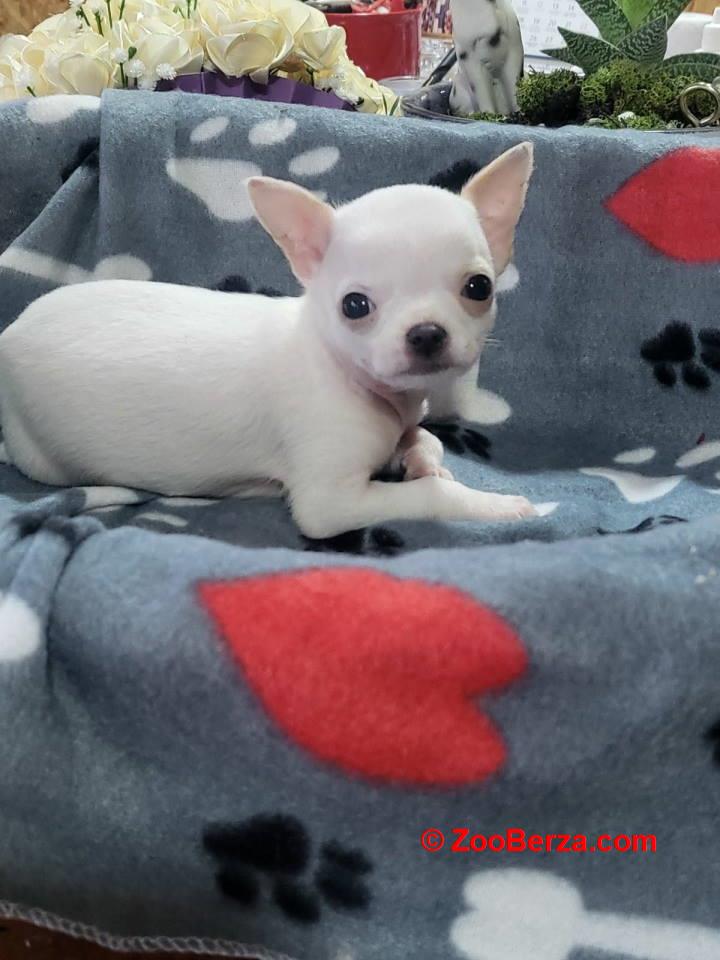 Mini CIVAVE  oba pola kratkodlaki i dugodlaki   