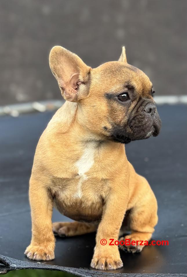 Francuski Buldog
