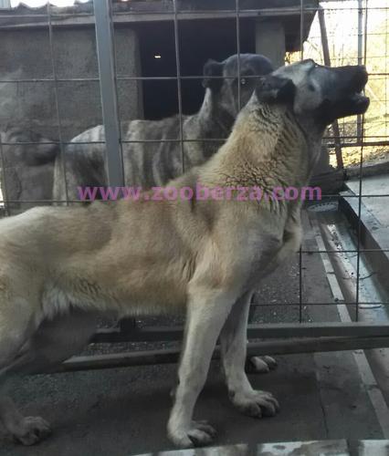 Turski kangal