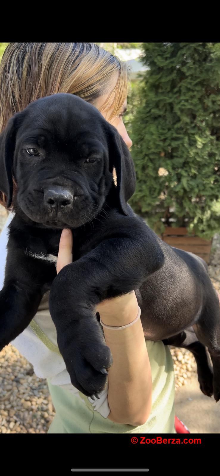 Juznoafricki mastif-Boerboel