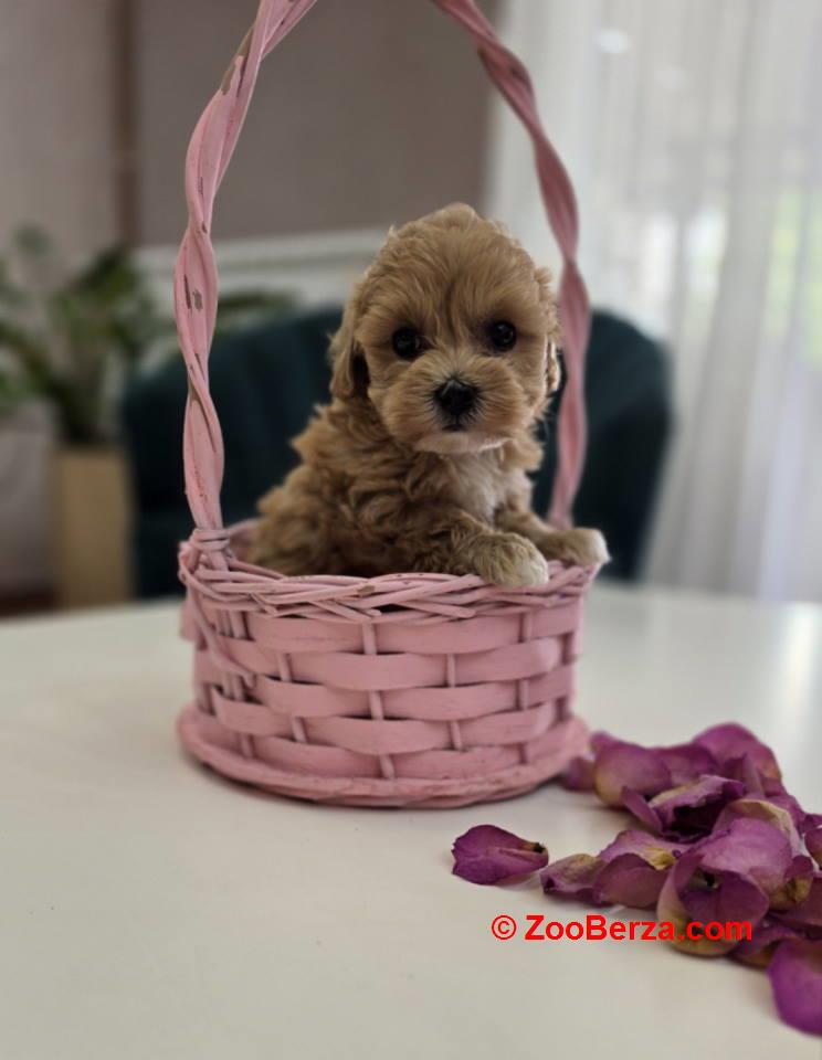 Preslatki maleni MALTIPOO stenci