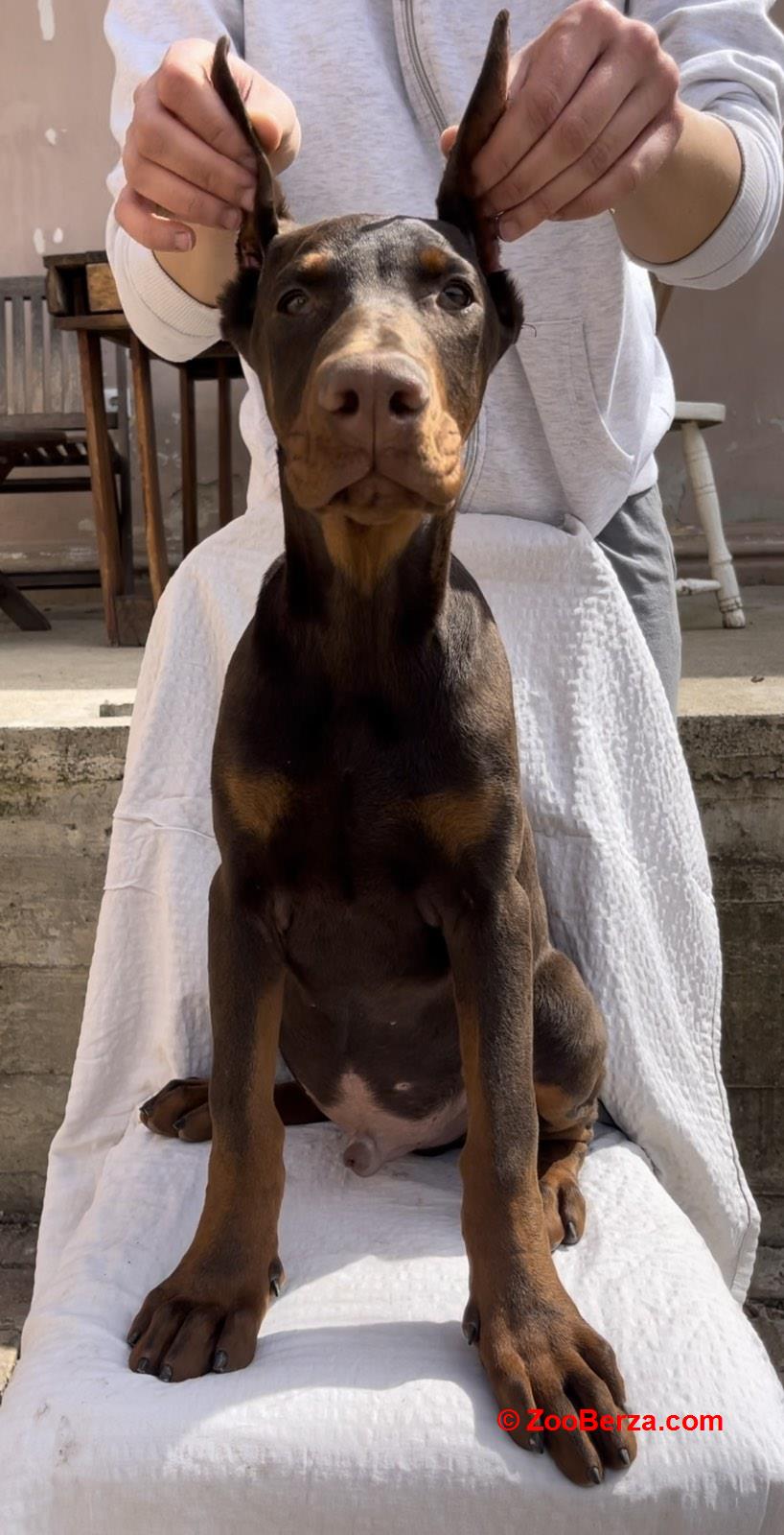 Doberman muško štene