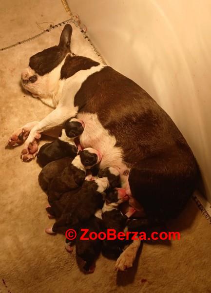 Boston terrier stenad