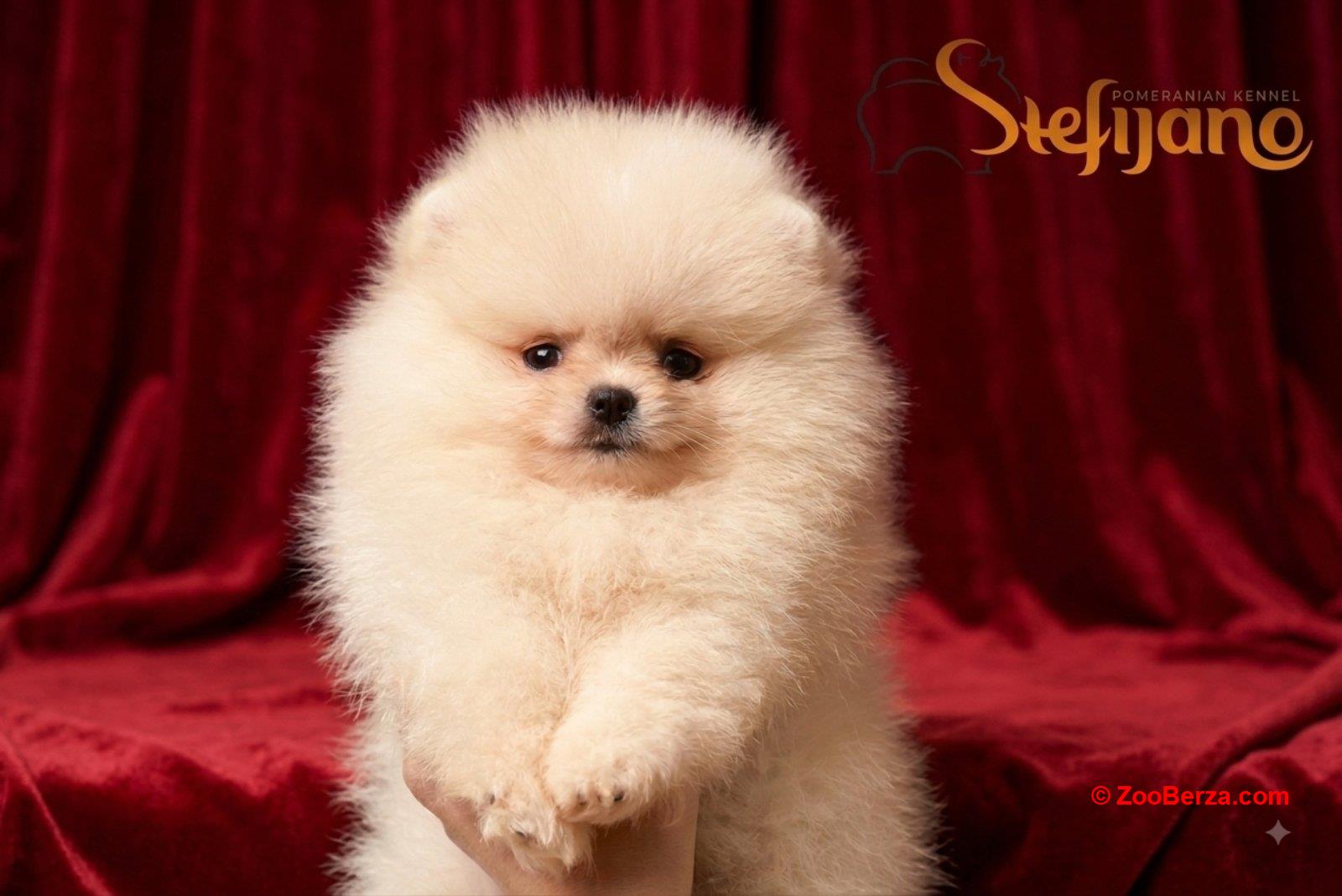 Pomeranac BOO medvedići, Pomeranski Špic štenci