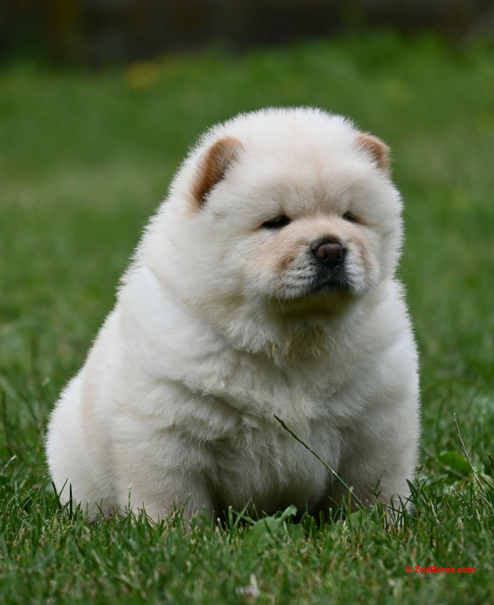 Chow Chow Cau Cau Čau Čau