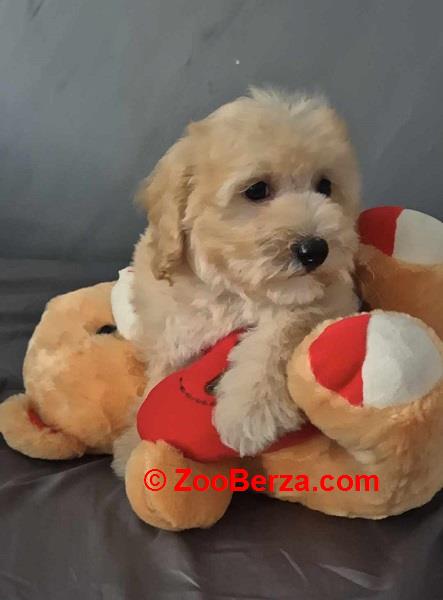 Pudle i Maltipoo štenci