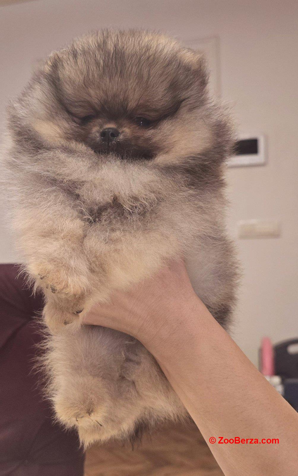 Pomeranac prelepi štenci