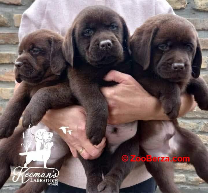 Labrador Retriver štenci, čokoladni