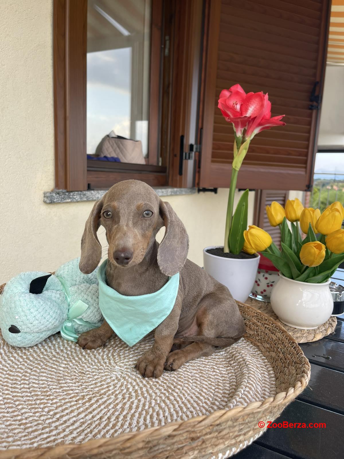 Patuljasti jazavicar egzoticne boje stenci