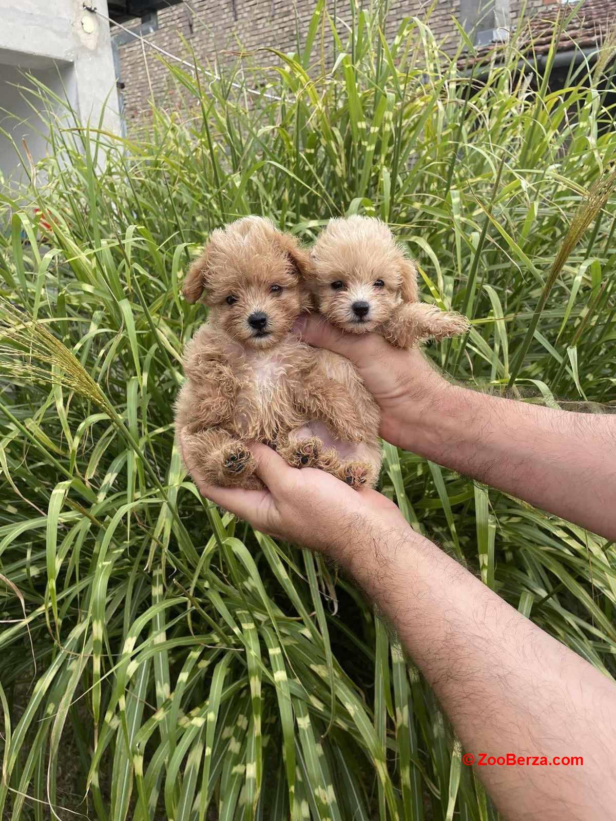 Maltipoo