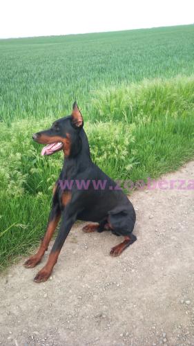 Doberman - mužjak - godinu dana star