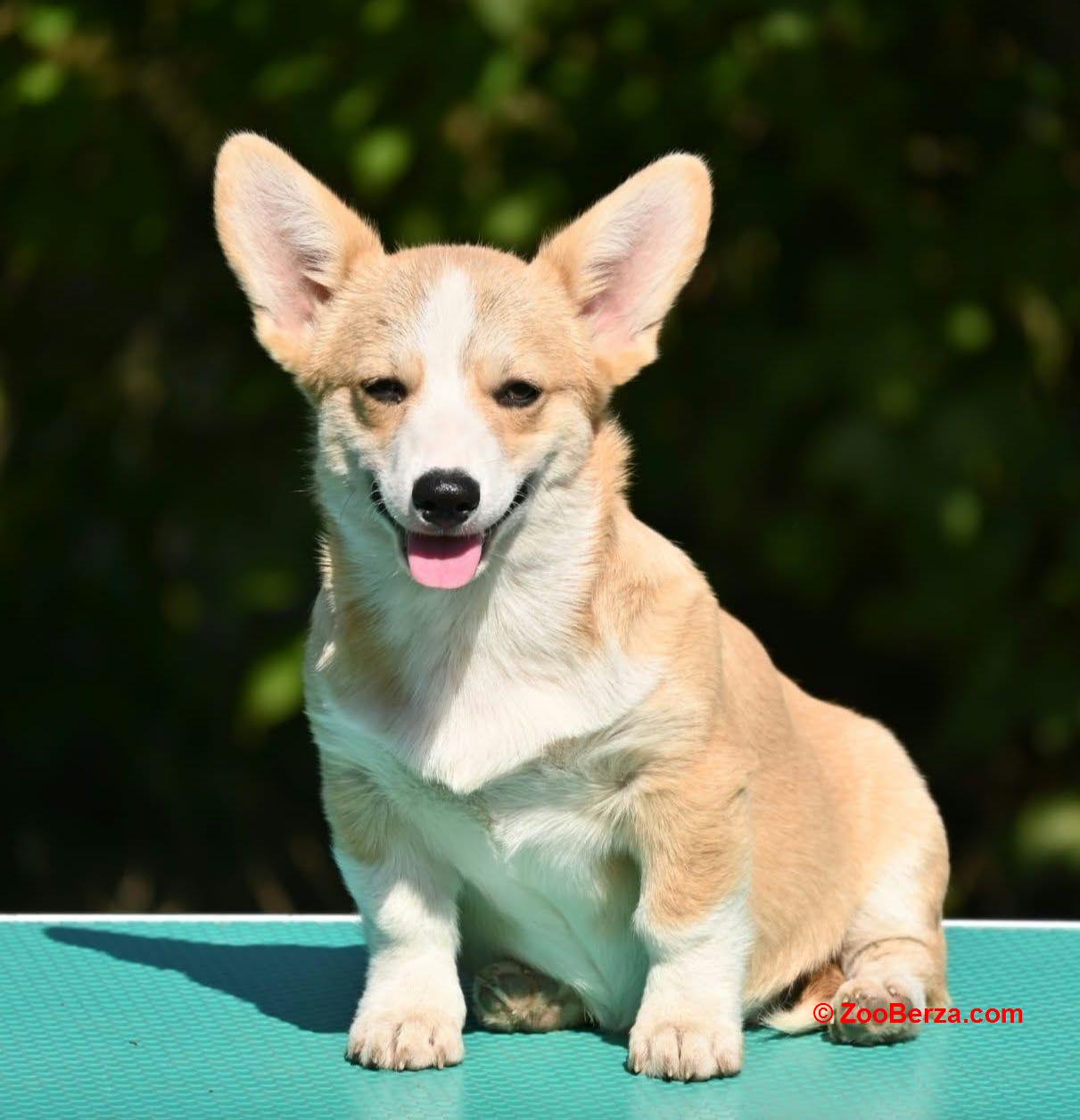 Velski korgi/Welsh Corgi Pembroke štenci