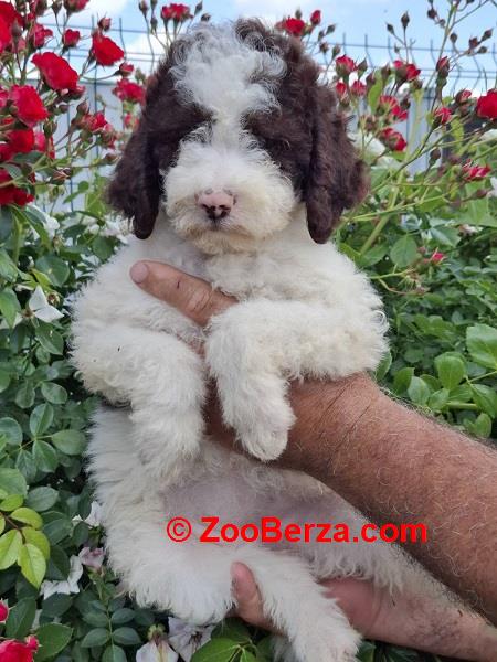 Lagoto Romanjolo (Lagotto Romagnolo)